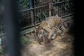 Animal in zoo captivity: Jaguar, the biggest cat in the Americas. Solitary, formidable predator animals, muscular body build, deep