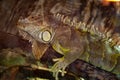 Animal in zoo. Iguana lizard reptile in zoo park. Wildlife and fauna. Iguana lizard reptile. Wild animal and wildlife. Herbivore Royalty Free Stock Photo