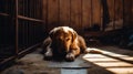 Animal zoomed shot of a sad lonely dog lies on a mat in a shelter. Life style in a cage