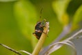animalia insecta hemiptera familia largidae percevejo largus humilis. Royalty Free Stock Photo