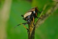 animalia insecta hemiptera familia largidae percevejo largus humilis. Royalty Free Stock Photo