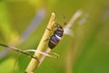 animalia insecta hemiptera familia largidae percevejo largus humilis. Royalty Free Stock Photo