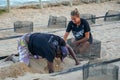 Animalist collecting newborn turtles at The Project Tamar