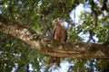 Animals 023 eagle