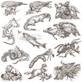 Animals in action, Predators - An hand drawn full sized illustrations. Collection on white.