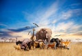 Animals in Africa giraffe, lion, elephant, others Royalty Free Stock Photo