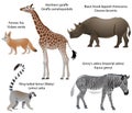 Animals of Africa: giraffe, rhino, zebra, lemur, fennec