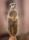 Animals of Africa: watchful meerkat Royalty Free Stock Photo
