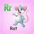 Animals alphabet: R is for Rat Royalty Free Stock Photo