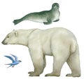 Animals of Arctic