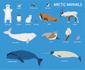 Animals of the Arctic. Vector Set of polar mammals and birds.