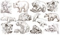 Animals around the World. Bears. An hand drawn full sized pack.