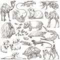 Animals around the World. Freehand sketches, pack