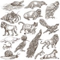 Animals around the World - An hand drawn full sized pack. Hand d
