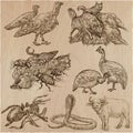 Animals around the World - An hand drawn vector pack. Line art.