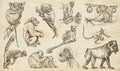 Animals around the World. Monkeys and Apes. An hand drawn full s