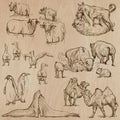 Animals around the World (part 20). Hand drawn vector pack.