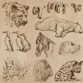Animals around the World (part 21). Hand drawn vector pack.