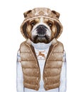Animals as a human. English Bulldog in down vest and sweater.