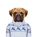 Animals as a human. Portrait of Boxer Dog in sweater.