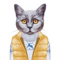 Animals as a human. Portrait of British Shorthair Cat in down vest and sweater.