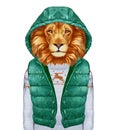 Animals as a human. Portrait of Lion in down vest and sweater.