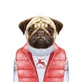 Animals as a human. Pug Dog in down vest and sweater.