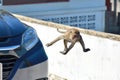 Urban monkeys. Macaques in Thailand. monkeys in Asia. Mountain monkeys. Royalty Free Stock Photo