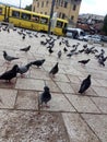 animals, birds, pigeons, pavements, cars, tram, sarajevo, bih, capital Royalty Free Stock Photo