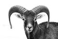 Black and white mouflon - Ovis - orientalis musimon Royalty Free Stock Photo