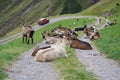 Animals Blocking Mountain Road