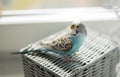 Blue budgerigar sitting on a gray basket on a white light background Royalty Free Stock Photo