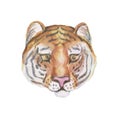 Tiger Animals cartoon cute muzzles scandinavian style. Hand-drawn illustration of children