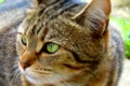 Animals ,Cat, buitiful green eyes Royalty Free Stock Photo