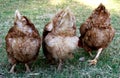 Animals - chickens