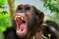 Animals chimpanzee