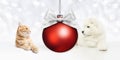 Animals christmas theme, cat and dog with red ball and silver sa Royalty Free Stock Photo