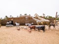 the animals climb on Noah's Ark, prehistoric park in Tunisia, To Royalty Free Stock Photo