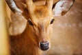 Animals. Closeup Of Sika Deer Looking In Camera. Travel Asia