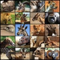 Animals collage