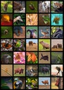 Animals Collage