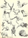 Animals collection