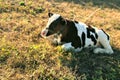 Animals cow green grass country pets nature natural milk Royalty Free Stock Photo