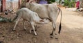 ANIMALS COW PETS DRINKING MILK IMAGE