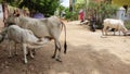 ANIMALS COW PETS DRINKING MILK IMAGE