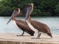 Animals Of Cuba