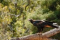 Animals at Currumbin Wildlife Park Royalty Free Stock Photo