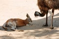 Animals at Currumbin Wildlife Park