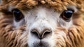 animals cute alpaca farm Royalty Free Stock Photo