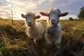 Animals cute goat landscape farming rural grass Royalty Free Stock Photo